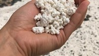 Bukan popcorn yang gurih renyah, tumpukan benda putih di tangan ini merupakan batu koral putih yang 100% mirip popcorn. Foto: eBaums World