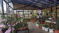 Traveler yang ingin membeli angrek juga bisa ke Bazar Anggrek. (Syanti/detikTravel)