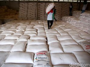Kena Deh! Kios Diputus Kontrak Gara-gara Selewengkan Pupuk Subsidi