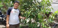 Ini Cerita Petani Mengapa Durian Banyumas J-Queen Dijual Mahal