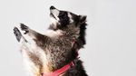 Oreoo, Karakter Asli Rocket Racoon Meninggal