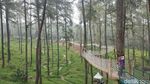 Foto: Hutan Pinus Paling Instagramable di Bandung