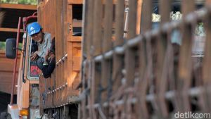 Aksi Nekat Menumpang Truk Lintas Pantura