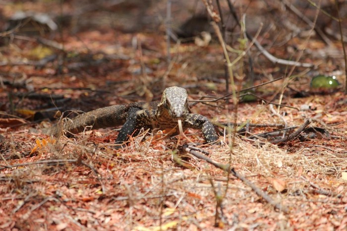 Mengenal Komodo di Pulau Ontoloe