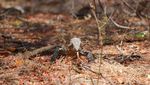 Foto: Komodo di Ontoloe yang Jarang Orang Lihat