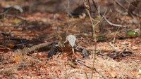Hingga kini masih terus dilakukan penelitian komodo di Pulau Ontoloe dan di wilayah lain seperti di Cagar Alam Wolotadho dan di Pota. BBKSDA NTT bekerjasama dengan Yayasan Komodo Survival. detikTravel mendapat banyak foto komodo yang masih kecil dari BBKSDA NTT (dok Istimewa/BBKSDA NTT)