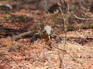 Mengenal Komodo di Pulau Ontoloe