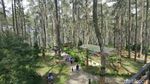 Foto: Hutan Pinus Paling Instagramable di Bandung
