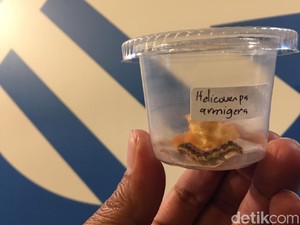 Waspada! Hama Ulat Fall Armyworm Asal AS Siap Serang Indonesia