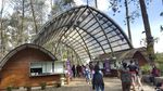 Foto: Hutan Pinus Paling Instagramable di Bandung