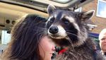 Oreoo, Karakter Asli Rocket Racoon Meninggal