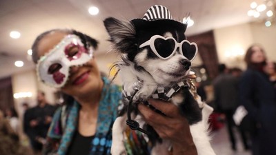 Gaya Modis Anjing Hingga Kuda Poni di Peragaan Busana Hewan