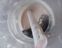 Hii.. Pria Ini Temukan Tikus Hidup dalam Milkshake Cokelatnya!