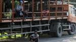 Aksi Nekat Menumpang Truk Lintas Pantura