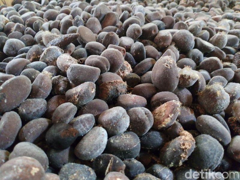 kopi biji salak yang ramah di lambung