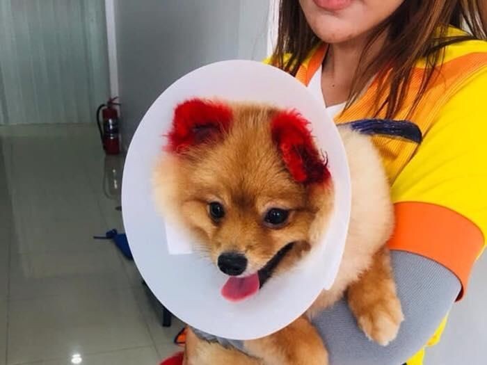 Diffy, anjing yang kupingnya lepas karena diwarnai. (Foto: Facebook) Diffy, anjing yang kupingnya lepas karena diwarnai. (Foto: Facebook)