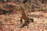 Komodo yang masih kecil di Ontoloe (dok Istimewa/BBKSDA NTT)