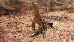 Foto: Komodo di Ontoloe yang Jarang Orang Lihat