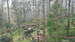 Foto: Hutan Pinus Paling Instagramable di Bandung
