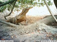 Komodo di Pulau Ontoloe (dok Istimewa/BBKSDA NTT)