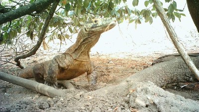 Foto: Komodo di Ontoloe yang Jarang Orang Lihat