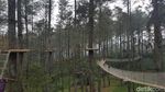 Foto: Hutan Pinus Paling Instagramable di Bandung