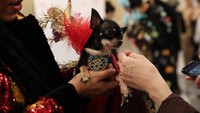 Para peserta bersama anjing peliharaannya bersiap di belakang panggung acara.