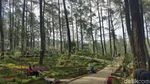 Foto: Hutan Pinus Paling Instagramable di Bandung