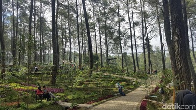 Foto: Hutan Pinus Paling Instagramable di Bandung