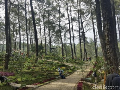 Foto: Hutan Pinus Paling Instagramable di Bandung