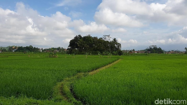 Area persawahan di Situ Gede, Kota Tasikmalaya (Masaul/detikTravel) Area persawahan di Situ Gede, Kota Tasikmalaya (Masaul/detikTravel)