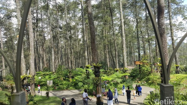 Hutan cantik ini sekarang menjadi salah satu destinasi favoritnya wisatawan yang ingin bersantai menghabiskan waktu bersama keluarga. (Syanti/detikTravel) Hutan cantik ini sekarang menjadi salah satu destinasi favoritnya wisatawan yang ingin bersantai menghabiskan waktu bersama keluarga. (Syanti/detikTravel)