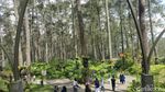 Foto: Hutan Pinus Paling Instagramable di Bandung