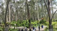 Hutan cantik ini sekarang menjadi salah satu destinasi favoritnya wisatawan yang ingin bersantai menghabiskan waktu bersama keluarga. (Syanti/detikTravel)