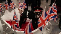 Dua ekor anjing bersiap-bersiap di dalam kereta istana yang berhias bendera Inggris.