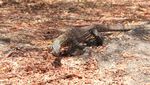 Foto: Komodo di Ontoloe yang Jarang Orang Lihat