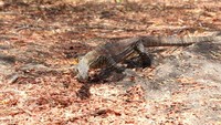 Sekitar 2.000 komodo, hidup di area Taman Nasional Komodo. Menurut data BBKSDA (Balai Besar Konservasi Sumber Daya Alam) NTT, habitat komodo juga ada di luar taman nasional tersebut seperti salah satunya di Pulau Ontoloe yang berada di Taman Wisata Alam Laut 17 Pulau, Riung, NTT (dok Istimewa/BBKSDA NTT)