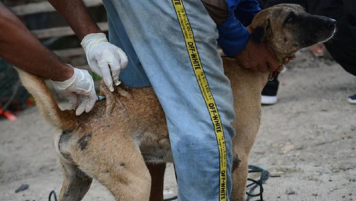 Klb Rabies 264 Ekor Anjing Di Sumbawa Ntb Disuntik Mati