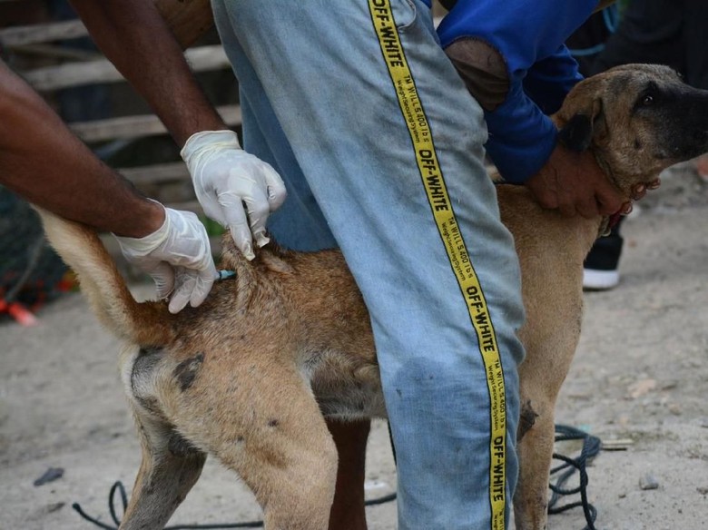 Bangkai Anjing Rabies Dibuang di Laut, Warga NTB Ogah Makan Ikan Bangkai Anjing Rabies Dibuang di Laut, Warga NTB Ogah Makan Ikan