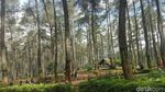 Foto: Hutan Pinus Paling Instagramable di Bandung