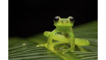 Foto katak karya Jasmine Vink terpilih jadi juara umum Australias Photographer of the Year   Foto: Australias Photographer of the Year