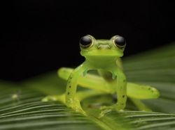 Melihat Katak Jawara Kontes Foto Australia