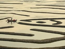Melihat Katak Jawara Kontes Foto Australia