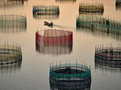 Melihat Katak Jawara Kontes Foto Australia