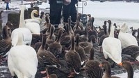 Karena kriminalitas begitu langka di Islandia, polisi di sana punya waktu khusus buat kasih makan burung (Instagram/logreglan)