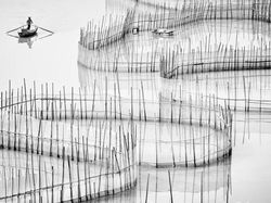 Melihat Katak Jawara Kontes Foto Australia