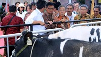 Menteri Koordinator Perekonomian RI Darmin Nasution didampingi Direktur Mikro dan Kecil Bank BRI Priyastomo menyerahkan secara simbolis KUR kepada nasabah BRI dalam acara Peluncuran KUR Khusus Peternakan Rakyat di Pujon, Kabupaten Malang, Sabtu (9/2). Foto: dok. BRI