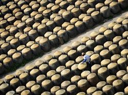 Melihat Katak Jawara Kontes Foto Australia