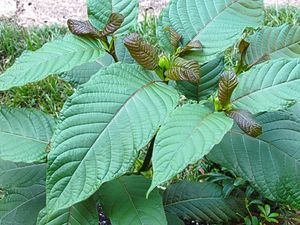 Dilema Kratom, Tanaman Berefek Candu yang Dilarang di Indonesia