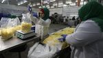 Ada Pabrik Kentang Goreng, Warga Gaza Tak Nganggur Lagi